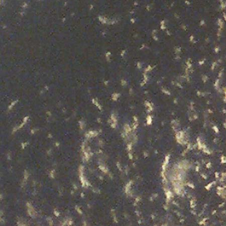 Portulaca papillatostellulata \ Papillenfr&uuml;chtiger Portulak / Papilla-Fruited Purslane, D Sankt Augustin 22.10.2018