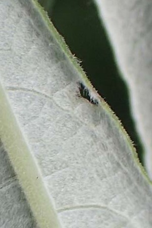 Salix elaeagnos \ Lavendel-Weide / Olive Willow, D G&uuml;nzburg 28.6.2016
