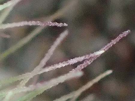 Setaria verticillata \ Kletten-Borstenhirse, Quirlige Borstenhirse / Whorled Pigeon Grass, Bristly Foxtail, D Mannheim 19.9.2016