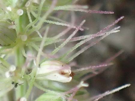 Setaria verticillata \ Kletten-Borstenhirse, Quirlige Borstenhirse / Whorled Pigeon Grass, Bristly Foxtail, D Mannheim 19.9.2016