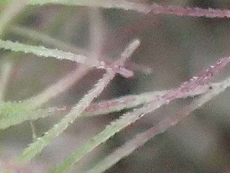 Setaria verticillata \ Kletten-Borstenhirse, Quirlige Borstenhirse / Whorled Pigeon Grass, Bristly Foxtail, D Mannheim 19.9.2016