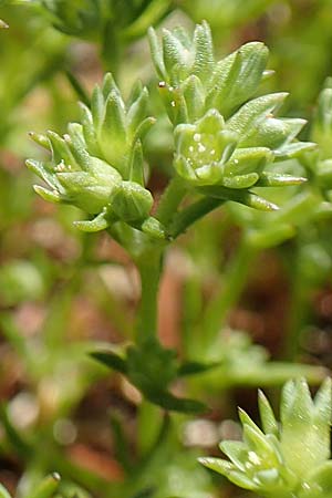 Scleranthus polycarpos \ Triften-Kn�uelkraut / German Knotweed, D Schwarzwald/Black-Forest, Belchen 27.5.2017
