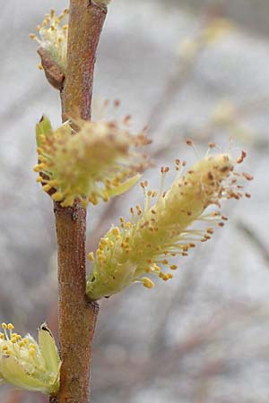 Salix elaeagnos \ Lavendel-Weide / Olive Willow, D Mittenwald 2.5.2019