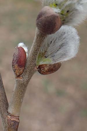 Salix cinerea \ Grau-Weide, Asch-Weide / Grey Willow, D Neuleiningen 13.3.2020