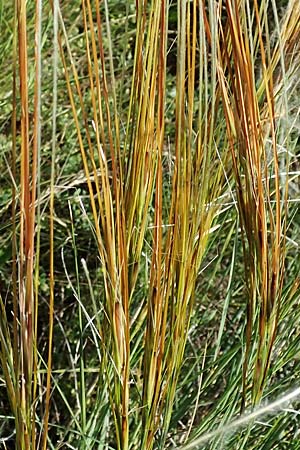 Stipa pulcherrima subsp. palatina \ Pf&auml;lzer Federgras / Palatinate Feather-Grass, D Leistadt 13.6.2021