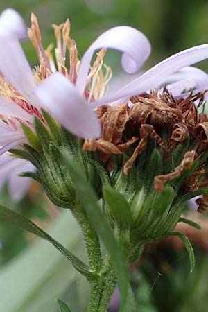 Symphyotrichum novae-angliae \ Neuengland-Herbstaster, Raublatt-Herbstaster / Michaelmas Daisy, New York Aster, D Eppenbrunn 3.11.2022