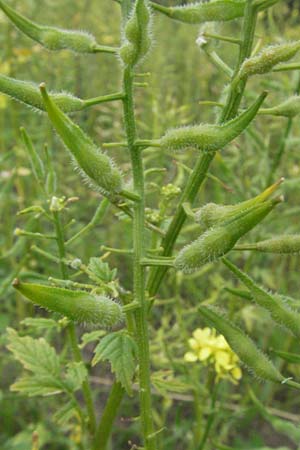 Sinapis alba \ Wei�er Senf / White Mustard, D Mannheim 28.6.2007