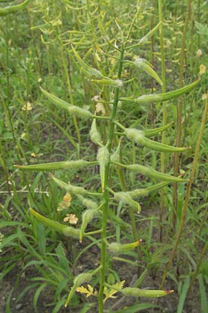 Sinapis alba \ Wei�er Senf / White Mustard, D Mannheim 28.6.2007