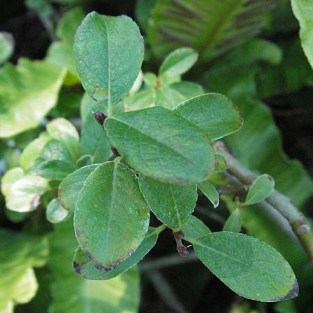 Salix alpina \ Alpen-Weide / Alpine Willow, D Botan. Gar.  Universit.  Mainz 4.8.2007