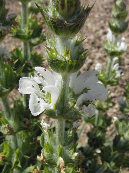 Salvia aethiopis \ Ungarischer Salbei, Woll-Salbei / Woolly Clary, Mediterranean Sage, D Botan. Gar.  Universit.  Mainz 4.8.2007