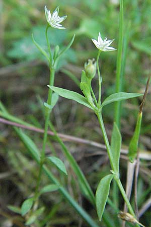 Stellaria alsine \ Quell-Sternmiere / Bog Stitchwort, D M&ouml;rfelden-Walldorf 6.8.2007