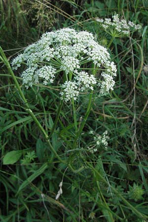 Seseli annuum \ Steppen-Bergfenchel / Seseli, D Hemsbach 16.8.2007