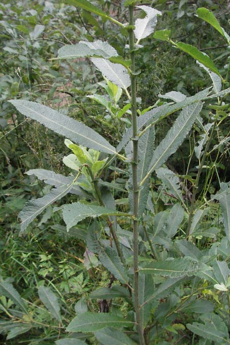 Salix x fruticosa \ Weiden-Hybride / Hybrid Willow, D Schwarzwald/Black-Forest, Feldberg 18.8.2007