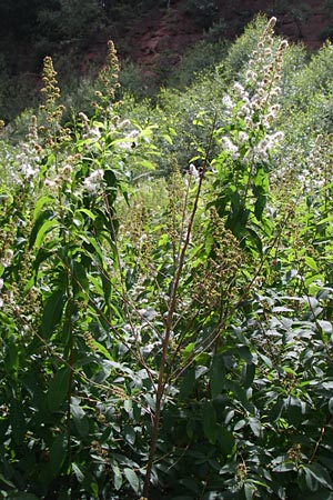 Spiraea alba \ Wei�er Spierstrauch / Pale Bridewort, D Enkenbach-Alsenborn 20.7.2008