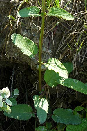 Scrophularia auriculata \ Wasser-Braunwurz / Water Figwort, D Eggenstein-Leopoldshafen 28.6.2015