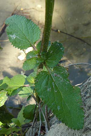 Scrophularia auriculata \ Wasser-Braunwurz / Water Figwort, D Eggenstein-Leopoldshafen 28.6.2015