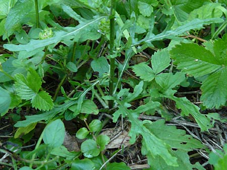 Senecio aquaticus \ Wasser-Greiskraut / Marsh Ragwort, D Allensbach 11.7.2015