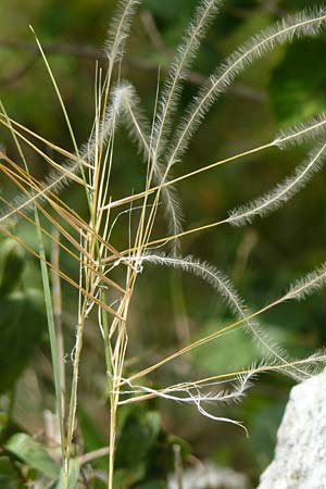 Stipa eriocaulis subsp. austriaca \ &Ouml;sterreichisches Federgras / Austrian Feather-Grass, D Beuron 26.6.2018