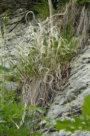 Stipa eriocaulis subsp. austriaca \ &Ouml;sterreichisches Federgras / Austrian Feather-Grass, D Beuron 26.6.2018
