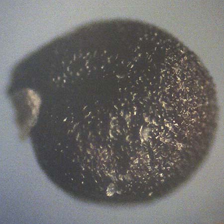 Portulaca papillatostellulata \ Papillenfr&uuml;chtiger Portulak / Papilla-Fruited Purslane, D Sankt Augustin 22.10.2018