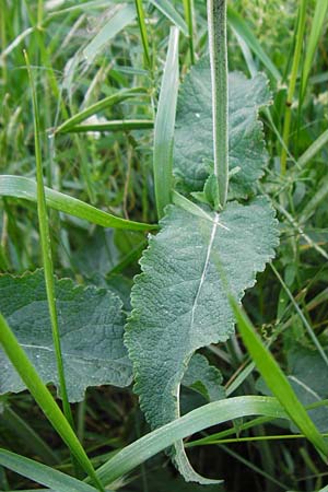 Salvia nemorosa \ Hain-Salbei, Steppen-Salbei / Balkan Clary, D Mannheim 13.5.2015