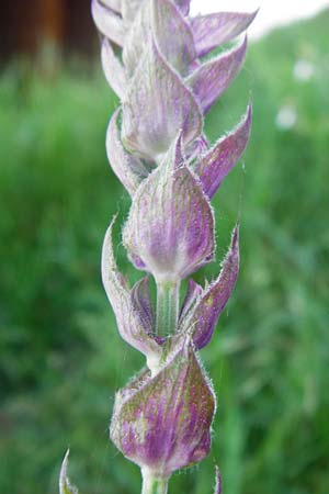 Salvia nemorosa \ Hain-Salbei, Steppen-Salbei / Balkan Clary, D Mannheim 13.5.2015