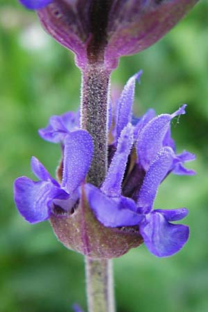 Salvia nemorosa \ Hain-Salbei, Steppen-Salbei / Balkan Clary, D Mannheim 13.5.2015