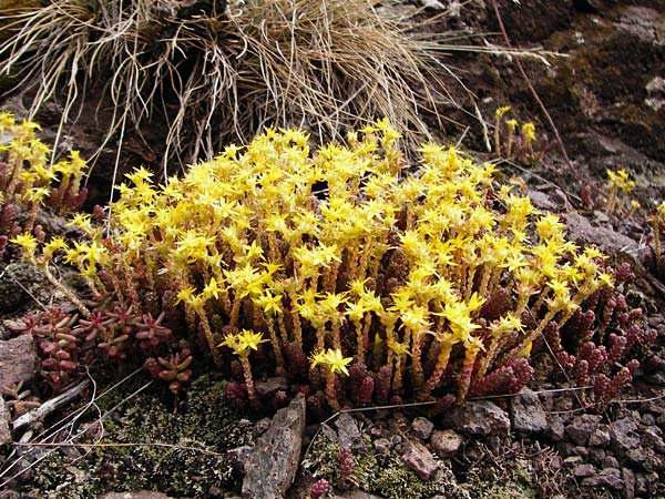 Sedum acre \ Scharfer Mauerpfeffer / Biting Stonecrop, D Bad M&uuml;nster am Stein - Niederhausen 6.6.2015