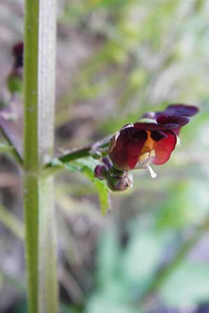 Scrophularia auriculata \ Wasser-Braunwurz / Water Figwort, D Eggenstein-Leopoldshafen 28.6.2015