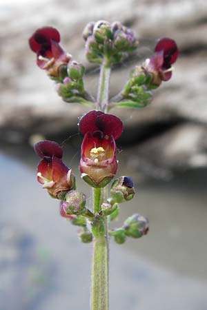 Scrophularia auriculata \ Wasser-Braunwurz / Water Figwort, D Eggenstein-Leopoldshafen 28.6.2015