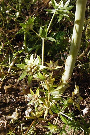 Sherardia arvensis \ Ackerr�te / Field Madder, D M&uuml;hlacker-Gro&szlig;glattbach 6.7.2015