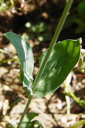 Silene armeria \ Nelken-Leimkraut / Sweet-William Campion, D N&ouml;rdlingen 10.7.2015