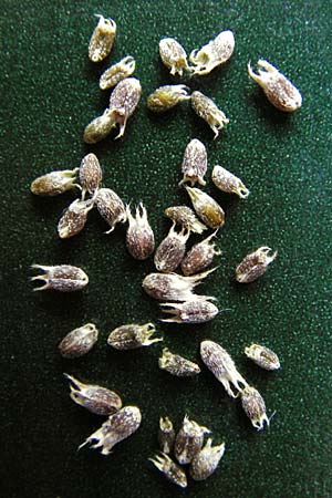 Sherardia arvensis \ Ackerr�te / Field Madder, D M&uuml;hlacker-Gro&szlig;glattbach 19.9.2015