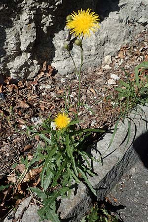 Sonchus arvensis \ Acker-G�nsedistel / Perennial Sow-Thistle, Common Field Sow-Thistle, D Schwenningen (Schw&auml;b. Alb) 26.7.2015