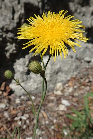 Sonchus arvensis \ Acker-G�nsedistel / Perennial Sow-Thistle, Common Field Sow-Thistle, D Schwenningen (Schw&auml;b. Alb) 26.7.2015