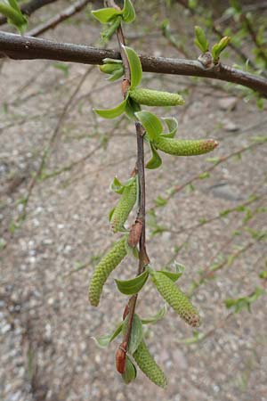 Salix alba \ Silber-Weide / White Willow, D Mannheim 3.4.2016