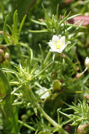 Spergula arvensis, Acker-Sp�rgel