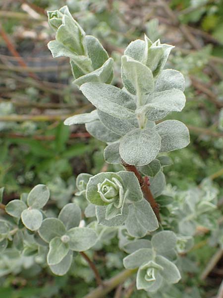 Salix repens subsp. arenaria \ Sand-Weide / Creeping Willow, D Mannheim 14.5.2016