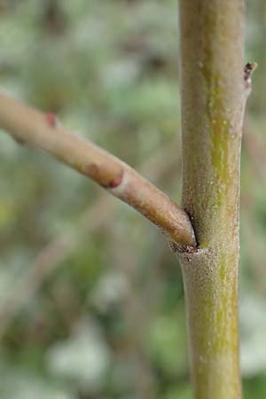 Salix repens subsp. arenaria \ Sand-Weide / Creeping Willow, D Mannheim 14.5.2016
