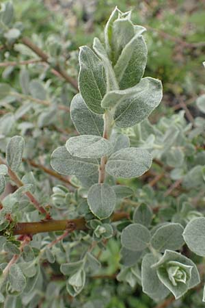 Salix repens subsp. arenaria \ Sand-Weide / Creeping Willow, D Mannheim 14.5.2016