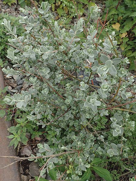 Salix repens subsp. arenaria \ Sand-Weide / Creeping Willow, D Mannheim 14.5.2016