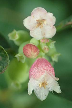 Symphoricarpos albus \ Schneebeere / Snowberry, D Gelnhausen 11.6.2016