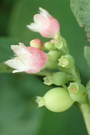 Symphoricarpos albus \ Schneebeere / Snowberry, D Gelnhausen 11.6.2016