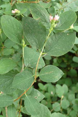 Symphoricarpos albus \ Schneebeere / Snowberry, D Gelnhausen 11.6.2016