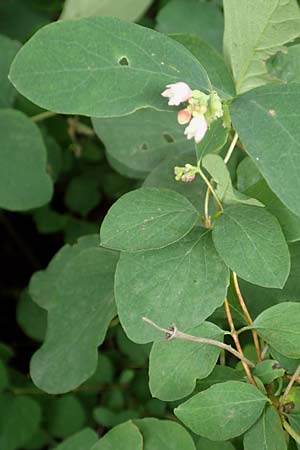 Symphoricarpos albus \ Schneebeere / Snowberry, D Gelnhausen 11.6.2016