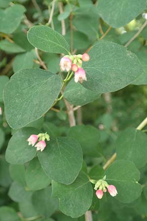 Symphoricarpos albus \ Schneebeere / Snowberry, D Gelnhausen 11.6.2016