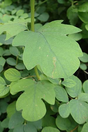 Symphoricarpos albus \ Schneebeere / Snowberry, D Gelnhausen 11.6.2016