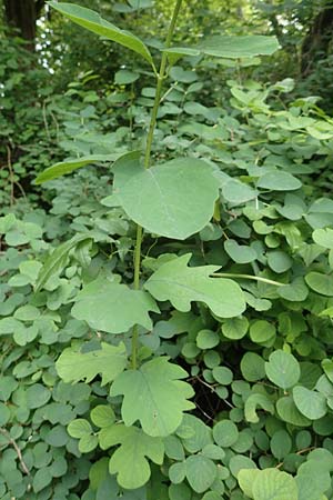Symphoricarpos albus \ Schneebeere / Snowberry, D Gelnhausen 11.6.2016