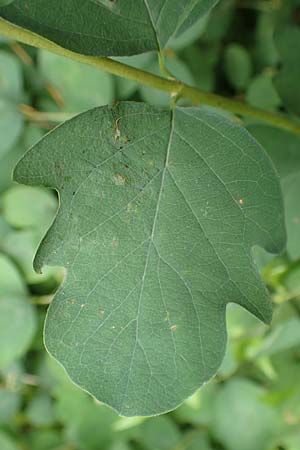 Symphoricarpos albus \ Schneebeere / Snowberry, D Gelnhausen 11.6.2016