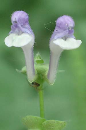 Scutellaria altissima \ Hohes Helmkraut / Tall Skullcap, D Weinheim an der Bergstra&szlig;e 20.6.2016